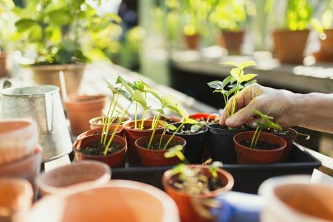 Plantas de macetas de mujer en invernadero