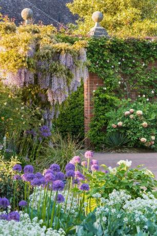 Wisteria en primavera junto a Walled Garden, RHS Garden Wisley