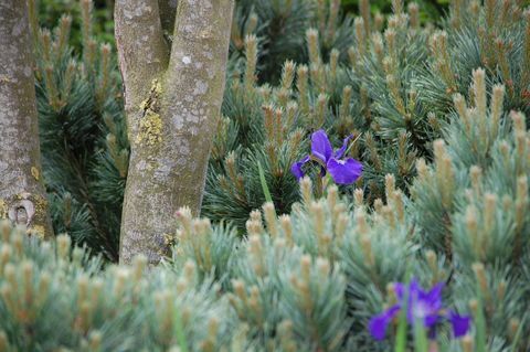 Premios de la Society of Garden Designers - Matt Keightley MSGD - Ganador del premio Planting Design Award - SGD Awards 2017