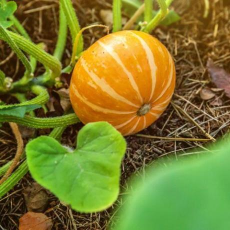 Calabaza naranja grande que crece en la cama en el jardín, cosecha de verduras orgánicas otoño vista de otoño sobre estilo rural comida saludable vegana vegetariana concepto de dieta para bebés huerto local produce alimentos limpios