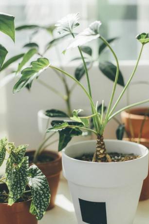 plantas de la casa verde al lado de la ventana