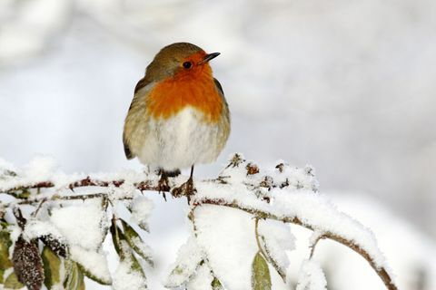 Robin pájaro en la rama de un árbol en un jardín de nieve