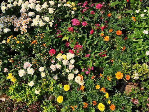 Flores y plantas frescas en el jardín