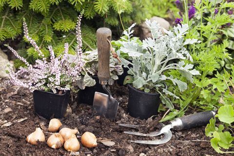 Plantar bulbos de tulipán listos para la primavera