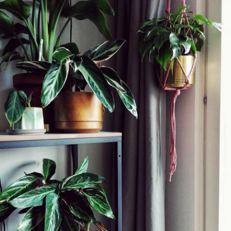 Primer plano de planta en maceta por ventana en casa