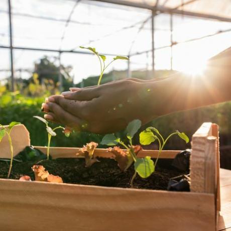 ¿Qué es la turba? ¿Dónde comprar compost sin turba?