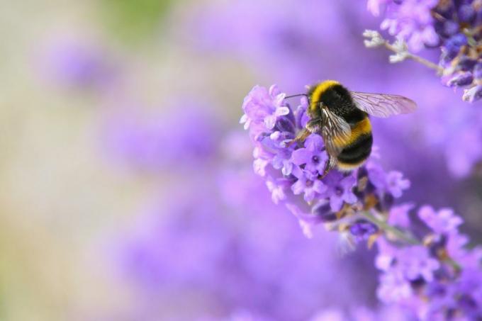 lavanda inglesa plantas abeja polinizando