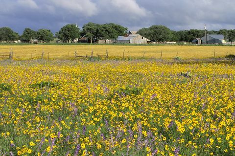 granja de flores silvestres