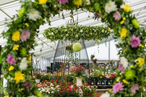 tatton park flower show 2019 chrysanthemums direct ocupará un lugar central como maestro productor