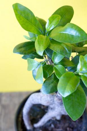 ficus ginseng en una olla sobre un fondo amarillo