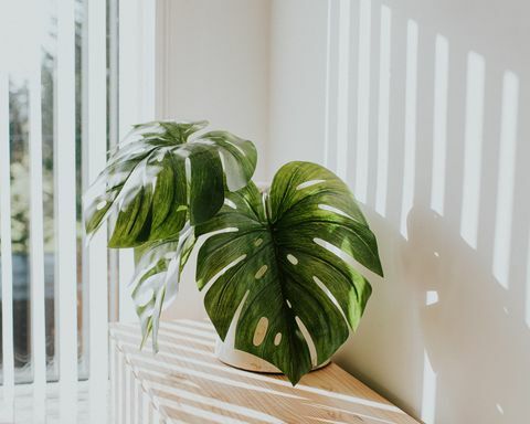 Elegante jardinera blanca rústica con planta de queso suizo, contra la pared blanca con corrientes de luz que iluminan el concepto minimalista de la habitación y el espacio para copiar