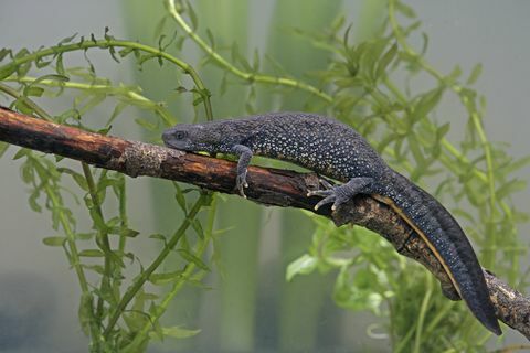 Tritón de gran cresta, Triturus cristatus