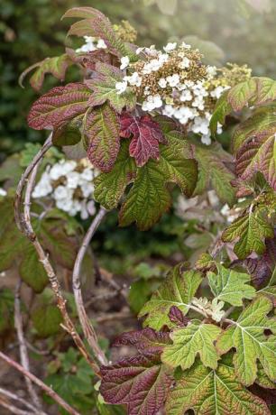 hortensia de hoja de roble