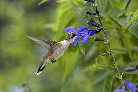 colibrí garganta rubí alimentándose de salvia guaratica