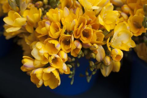 Fressia orgánica en el mercado de agricultores.