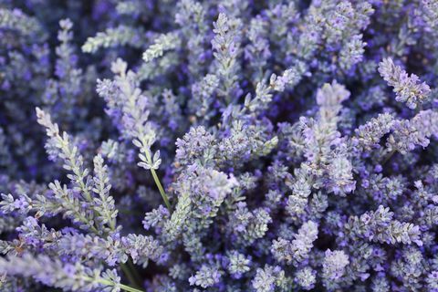 Textura de fondo púrpura lavanda flor hierba y especias