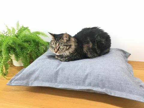 Gato, Gatos pequeños a medianos, Félidos, Bigotes, Europeo de pelo corto, Gato atigrado, Gato doméstico de pelo corto, Cama de gato, Piel, Dragón li, 