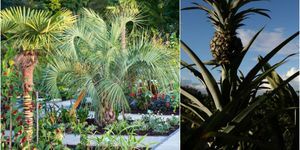 RHS Wisley Garden - Jardín exótico