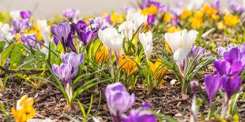 muchas azafranes en primavera - florecimiento de flores