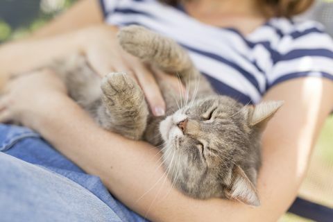 gato atigrado en brazos de mujer