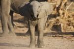 Estas hermosas estatuillas de elefante están talladas a mano en una pieza de esteatita