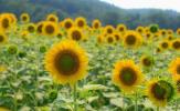 La parcela de girasol de una milla de largo de Biltmore Estate está en plena floración