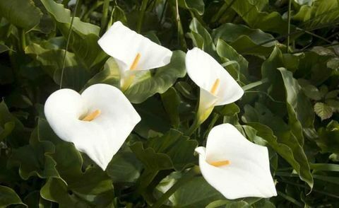 plantas-tropicales-zantedeschia-aethiopica