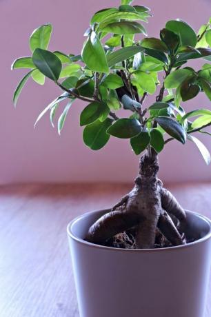 ficus ginseng, bonsái