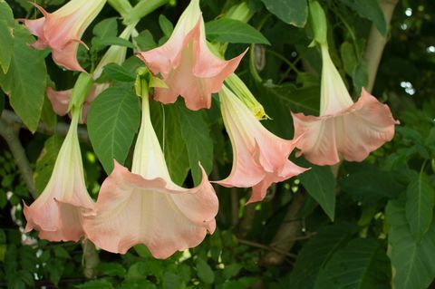 flor de datura