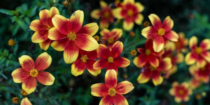 biden bidy boom ojos rojos flores que florecen en el jardín, plantas de jardín