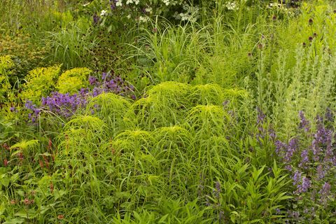 rhs garden for a green future diseñado por jamie butterworth hampton court palace garden festival 2021