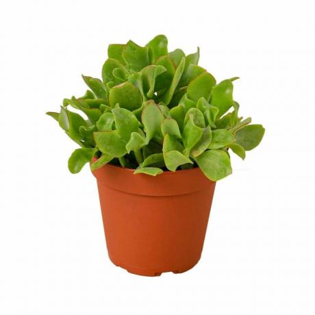 Planta de jade ondulado, maceta de 4 pulgadas