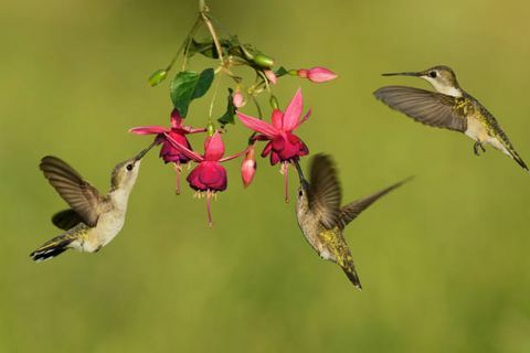 Colibrí de barbilla negra Archilochus alexandri hembras alimentándose de flor fucsia, Hill Country, Texas, EE.UU.