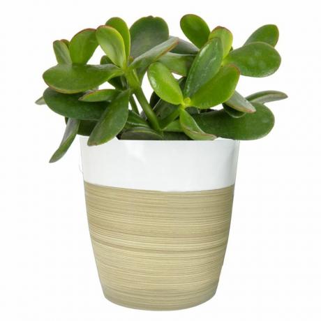 Planta de jade, 6 pulgadas de alto