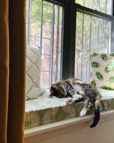 gato durmiendo en el cojín del asiento de la ventana