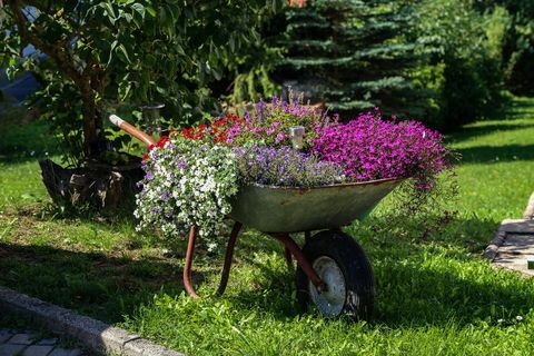 Carretilla con hermosas flores se encuentra en el jardín