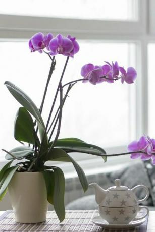 Cerca de la sala de estar vacía con una orquídea púrpura