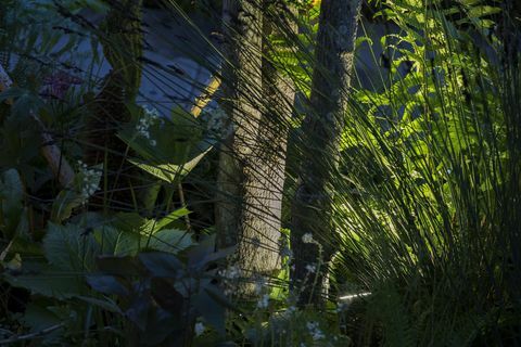 Chelsea Flower Show - El jardín de regreso a la naturaleza de Kate Middleton en la noche, iluminación de Philips