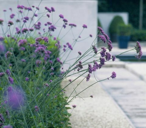 diseño-jardin-contemporáneo-verbena