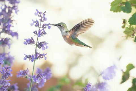 Imagen cuadrada de un colibrí alimentándose de flores de color púrpura