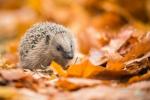 Hotspots Hedgehog en Londres revelados