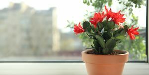 Hermosa planta floreciente de schlumbergera, cactus de Navidad o de acción de gracias en una maceta en el alféizar de la ventana, espacio para texto