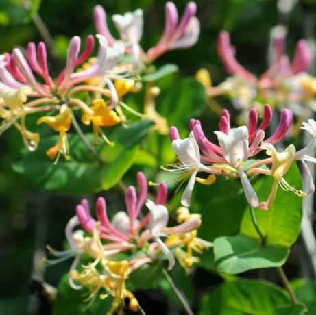 madreselva flor templada