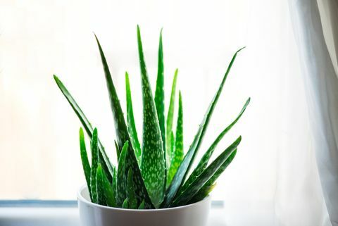 Planta de Aloe Vera en maceta blanca