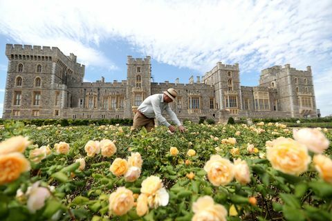 El jardín de la terraza este del castillo de Windsor se abre al photocall público