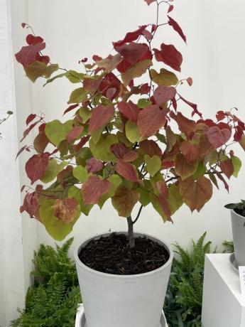 el chelsea flower show 2021 la planta del año es cercis canadensis 'llama eterna'