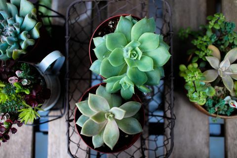 Directamente encima de la vista de plantas suculentas en casa