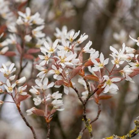 Cerca de suave serviceberry amelanchier laevis flores en flor