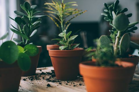 trasplante de plantas, preparación de macetas