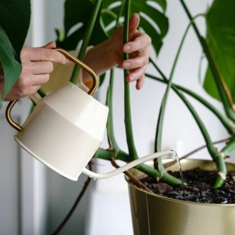 hojas amarillas en las plantas, clorosis, riego de plantas de interior